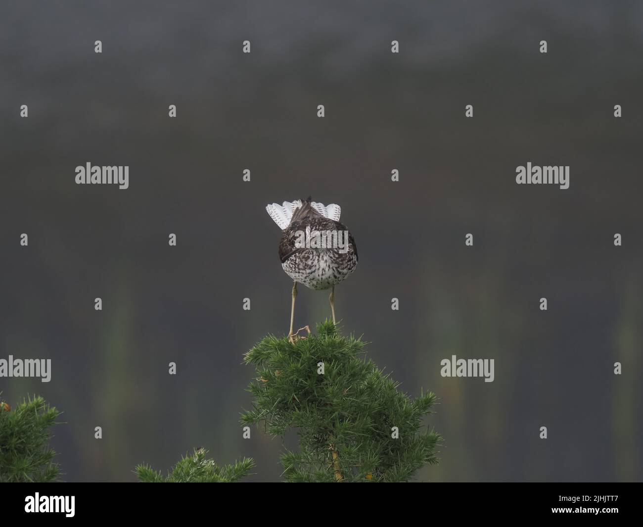 greenshank sind in der Brutsaison in Großbritannien ungewöhnlich, dies war ein Anblick, an dem ich sie seit über 40 Jahren beobachten konnte. Stockfoto