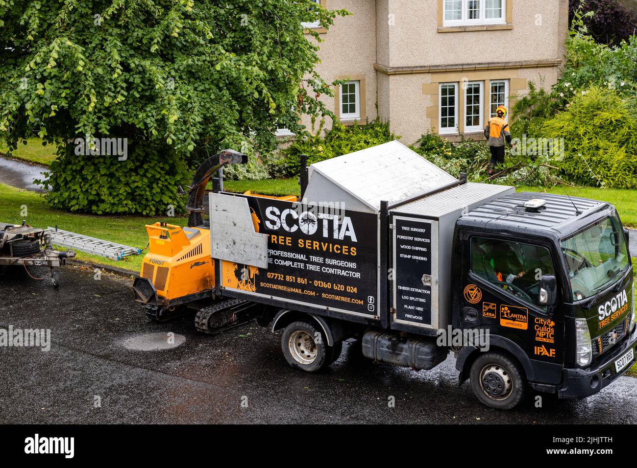 Scotia-Baumchirurg mit Hackmaschine, die Bäume und Sträucher in einem Vorort zerkleinert und PSA trägt, einschließlich Hut und Hi Vis. Stockfoto