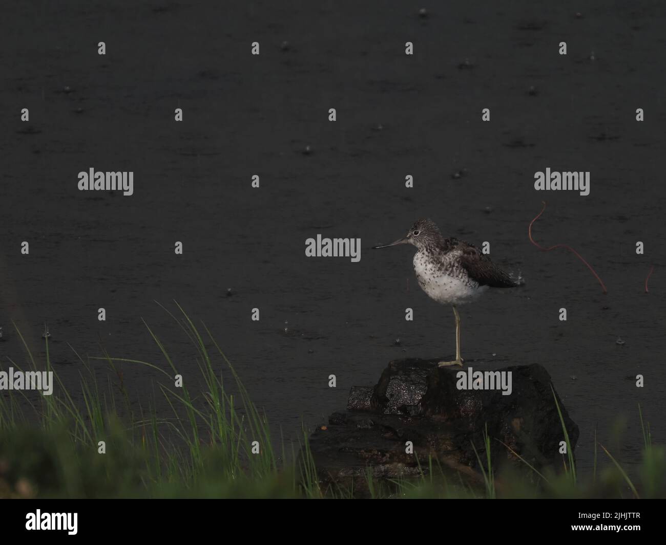 greenshank sind in der Brutsaison in Großbritannien ungewöhnlich, dies war ein Anblick, an dem ich sie seit über 40 Jahren beobachten konnte. Stockfoto