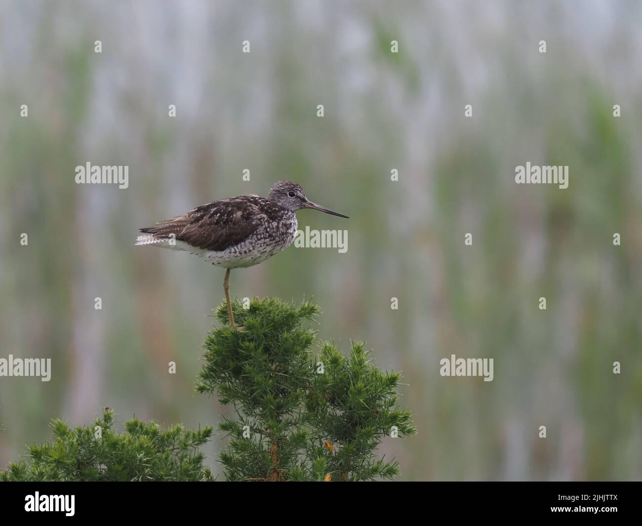 greenshank sind in der Brutsaison in Großbritannien ungewöhnlich, dies war ein Anblick, an dem ich sie seit über 40 Jahren beobachten konnte. Stockfoto