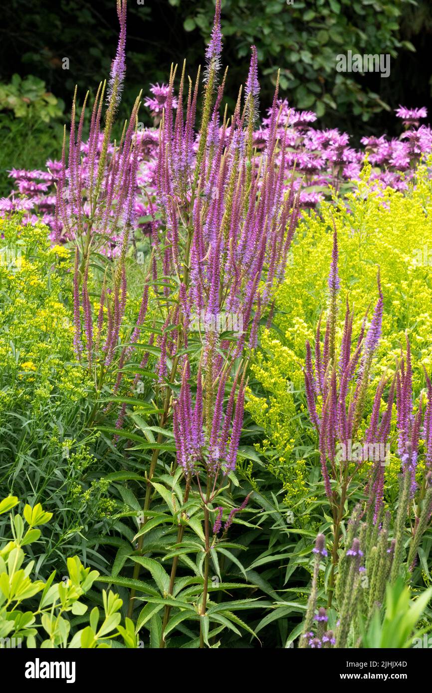 Veronicastrum virginicum 'Willemijntje', Purple Pflanzen im Garten, Wurzel der Kulturpflanzen Stockfoto