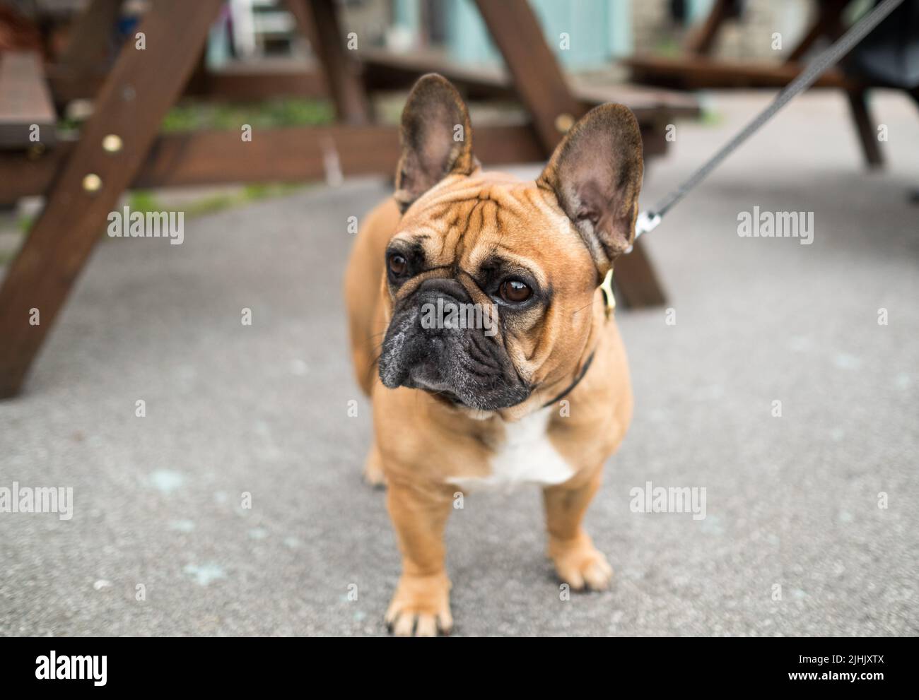 Französische Bulldogge an der Leine Stockfoto