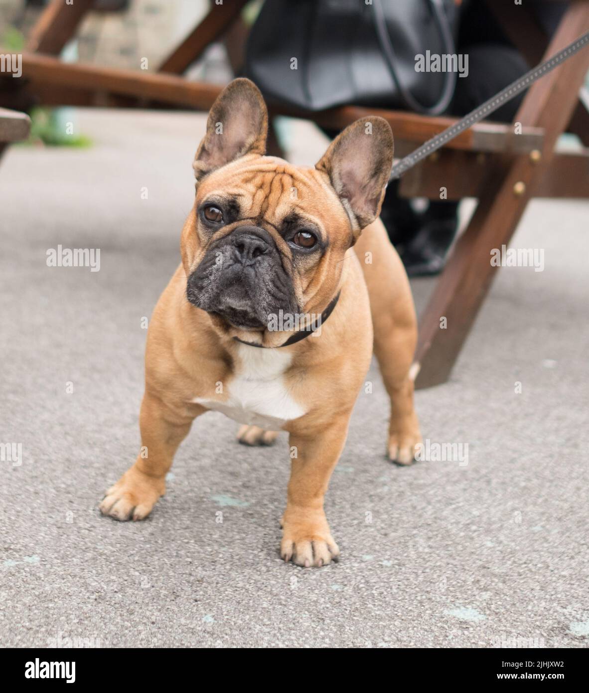 Französische Bulldogge an der Leine Stockfoto