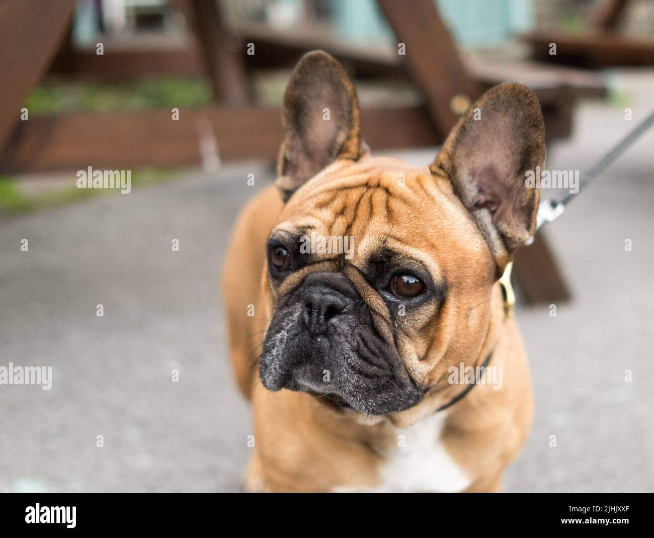 Französische Bulldogge an der Leine Stockfoto