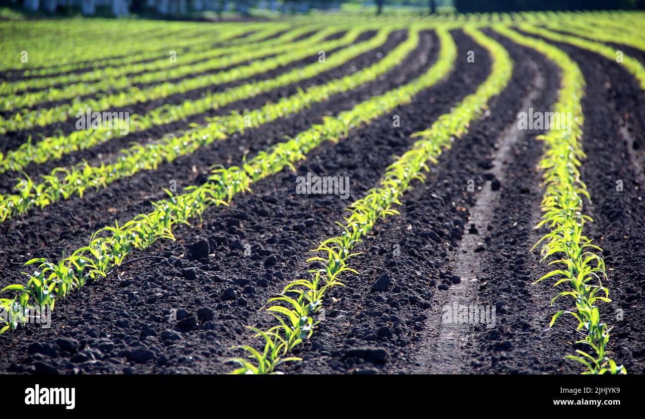 Landwirtschaftliches Feld mit grünen Pflanzen sprießt in Reihe Stockfoto