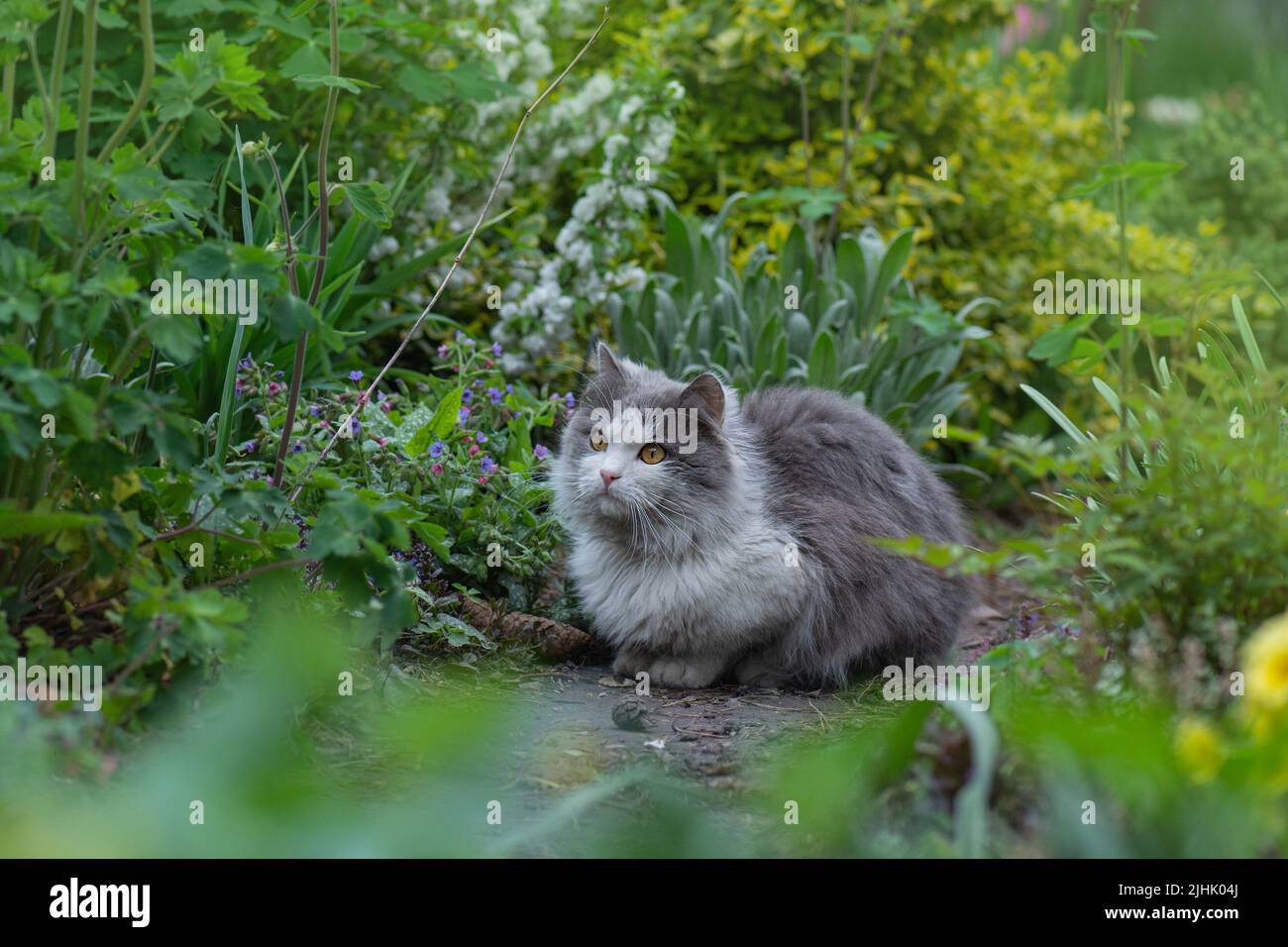 Glückliche Katze auf dem Feld in der sameren Zeit Saison. Katze entspannt auf einer Wiese. Schöne Katze liegt im Garten auf einem Feld bei Sonnenuntergang. Stockfoto