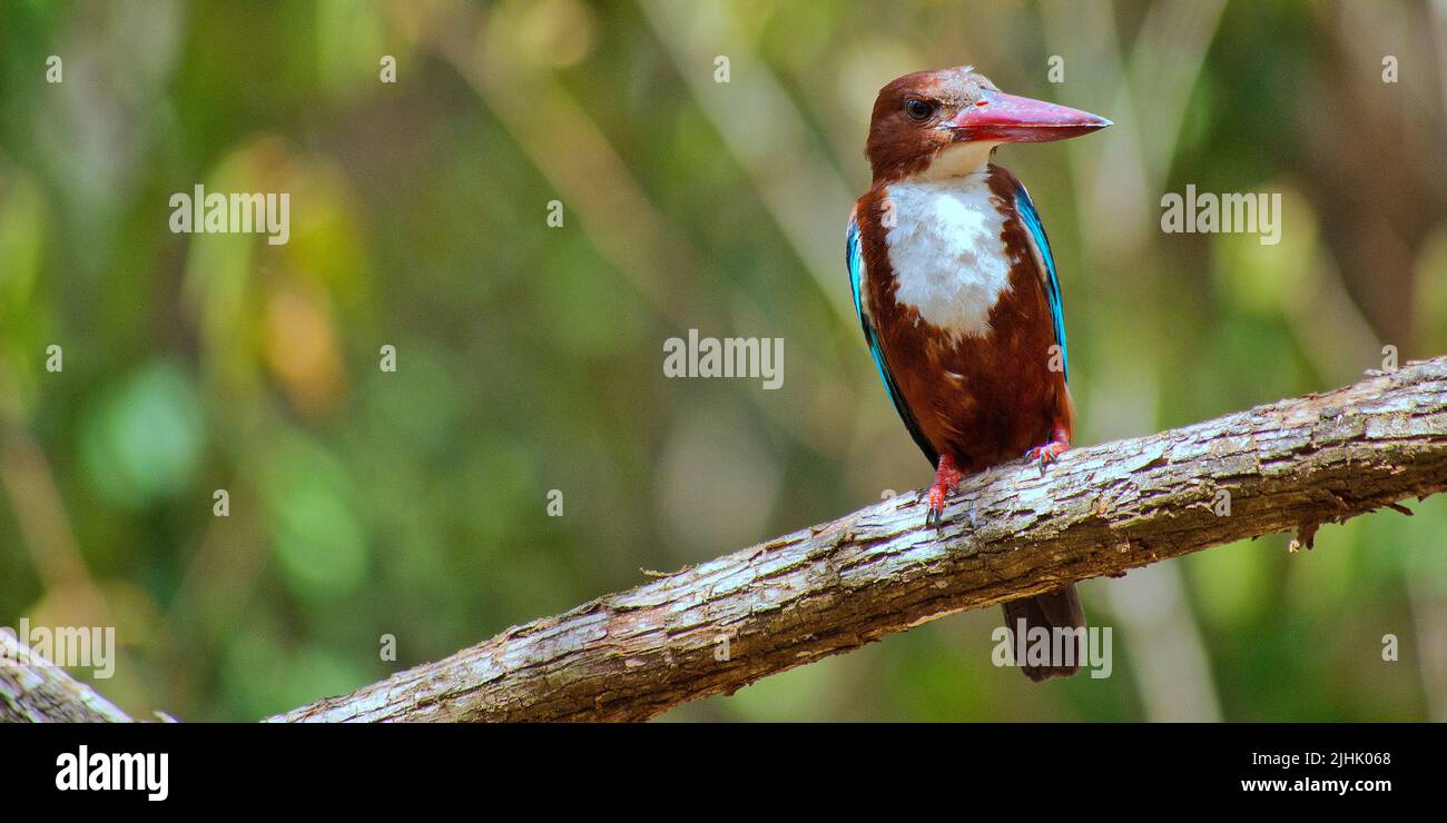 Weißkehlenfischer, Halcyon smyrnenis, Wilpattu Nationalpark, Sri Lanka, Asien Stockfoto