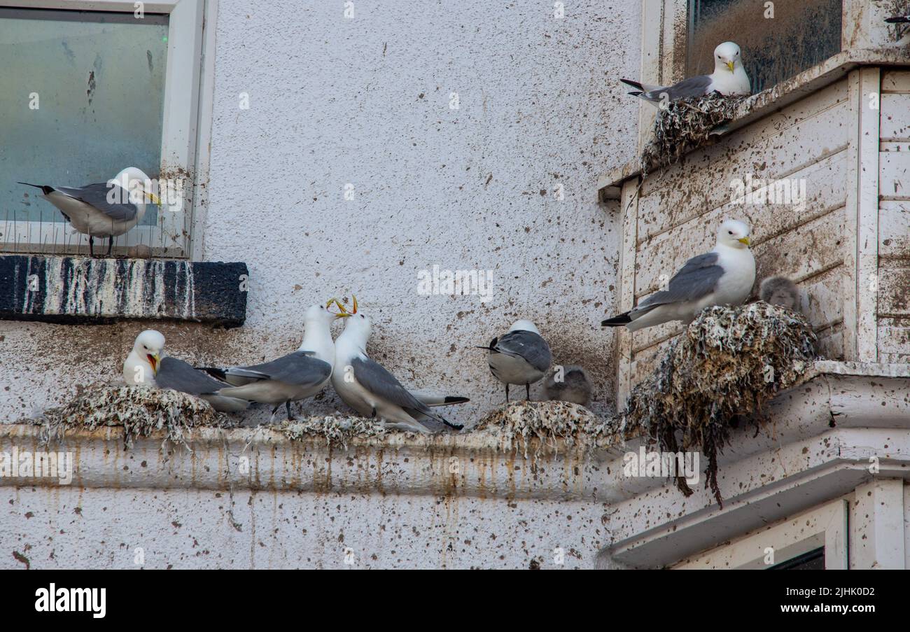 Kittiwakes brüten auf der Außenseite eines Hauses in der Nähe der Strandpromenade in Bridlington, East Yorkshire, England Stockfoto