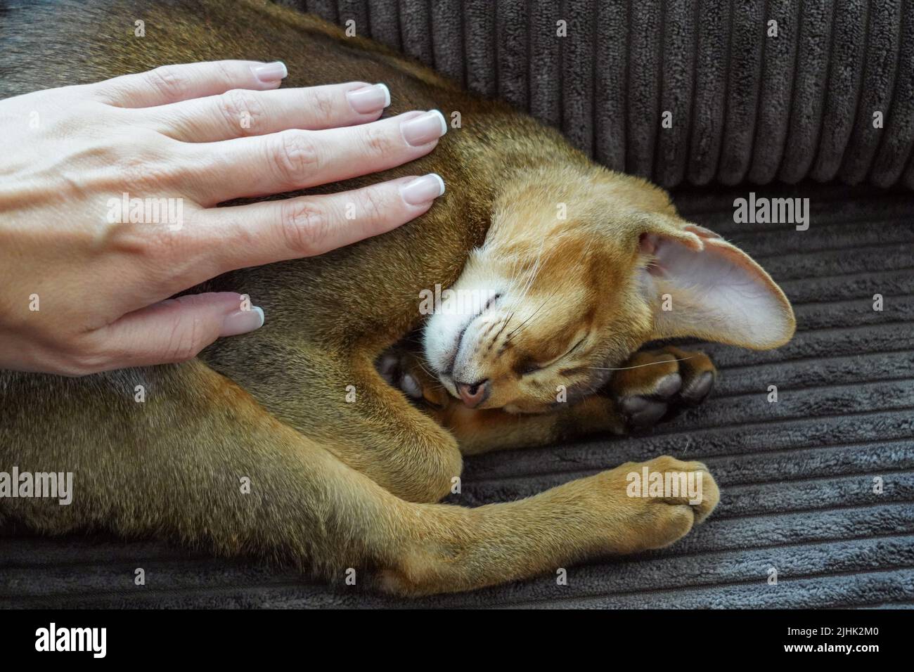 Eine Frau streichelt ihr Haustier, eine abessinier-Katze Stockfoto