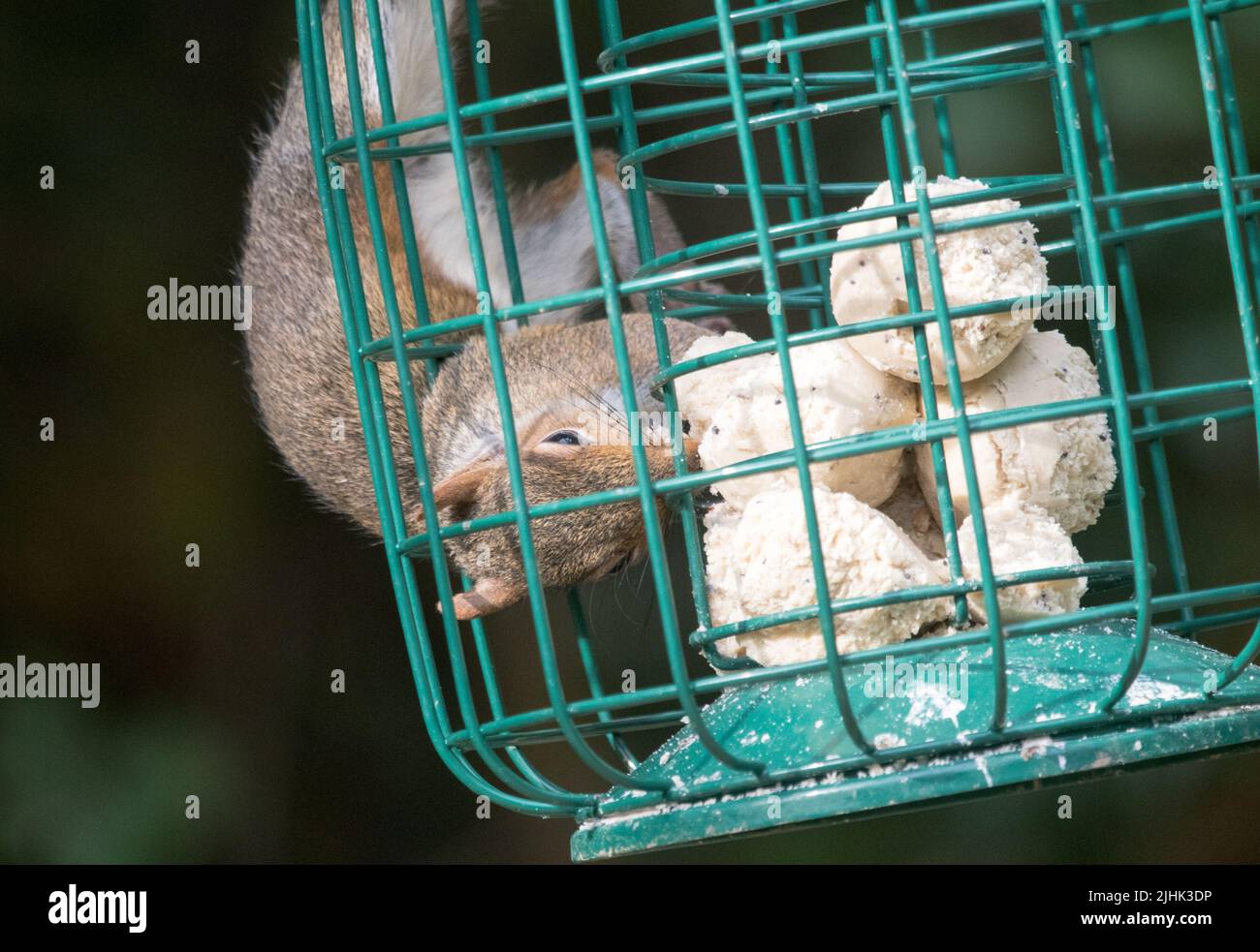 Grauhörnchen auf Gartenvogelfutterhäuschen )Sciurus carolinensis) Stockfoto