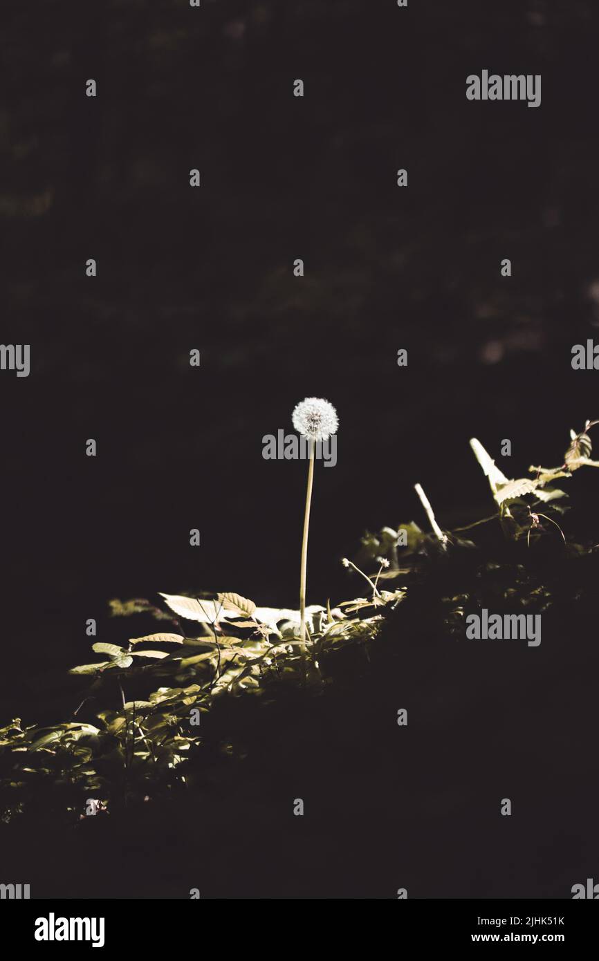 Einsamer Dandelion mit Sonnenbrötchen, der sich in dunklen Wäldern über ihn kreuzt Stockfoto