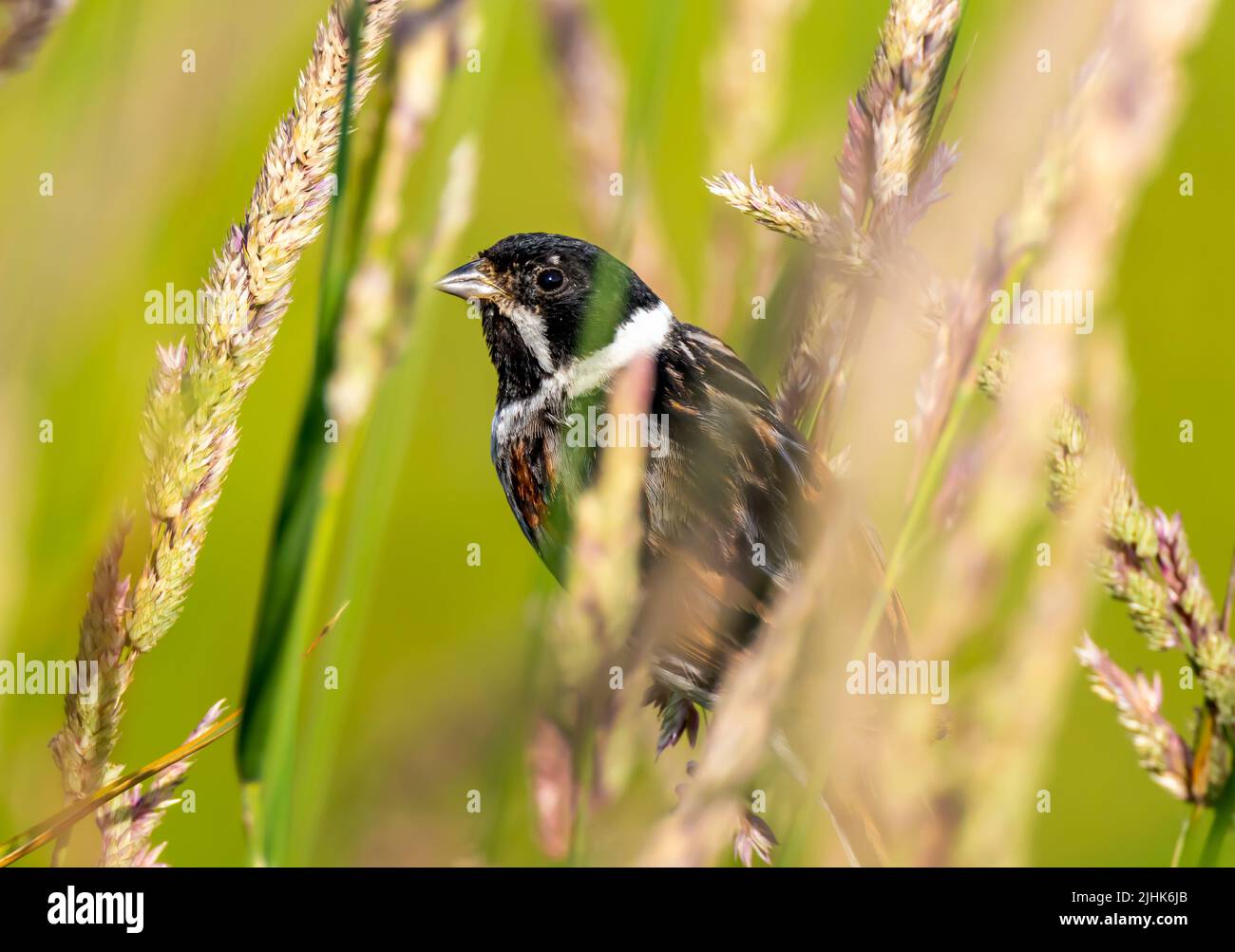 Schilfbunding Fütterung in Sumpfgras, Rutland UK Stockfoto