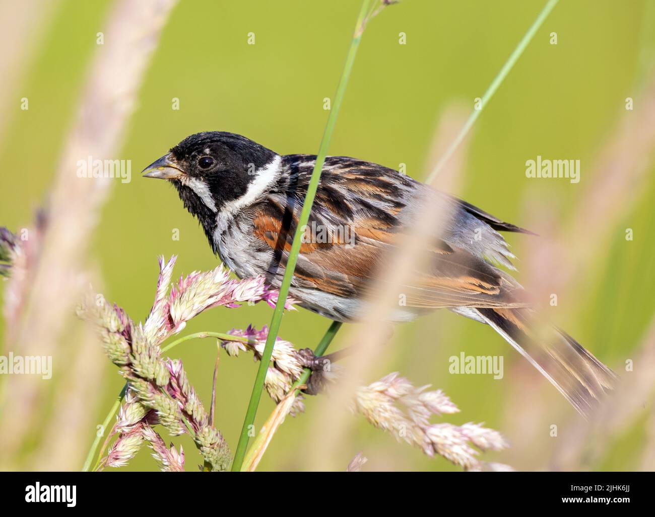 Schilfbunding Fütterung in Sumpfgras, Rutland UK Stockfoto