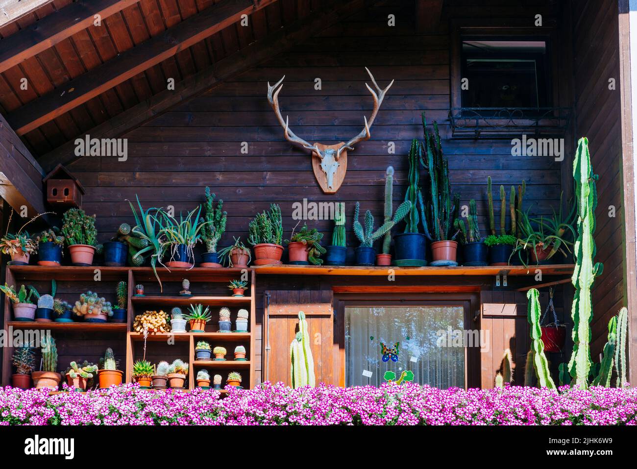 Kleiner Kaktusgarten im traditionellen Haus. Collalbo, Klobenstein auf Deutsch, ist ein Bruchteil und Sitz des Rathauses der verstreuten italienischen Municipa Stockfoto