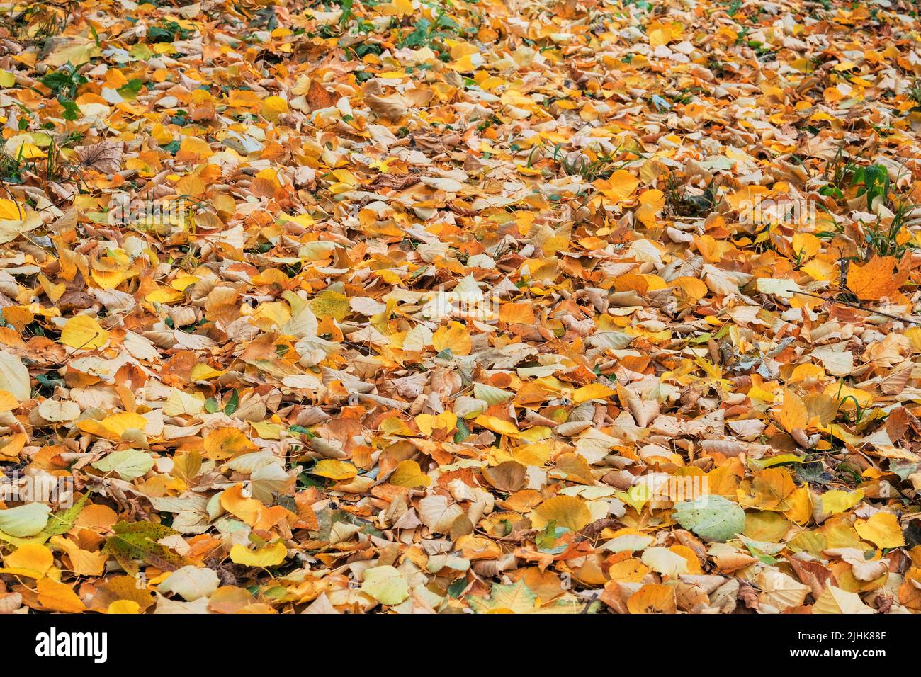 Goldene Blätter auf dem Boden in der Herbstsaison. Herbstpark der Stadt. Im Freien. Laubhintergrund. Stockfoto