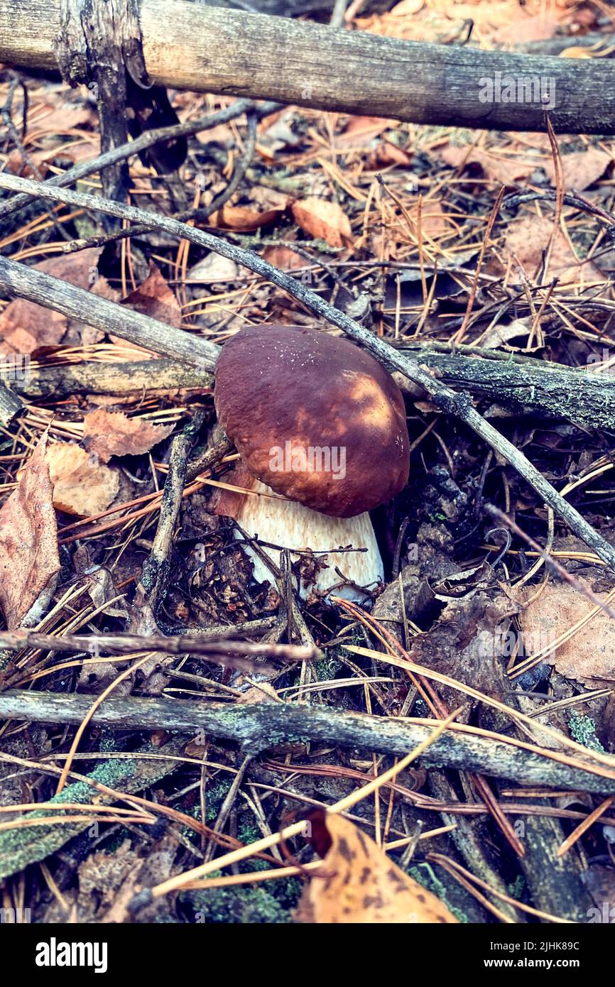 Boletus edulis. Waldpilz im Herbstwald. Stockfoto