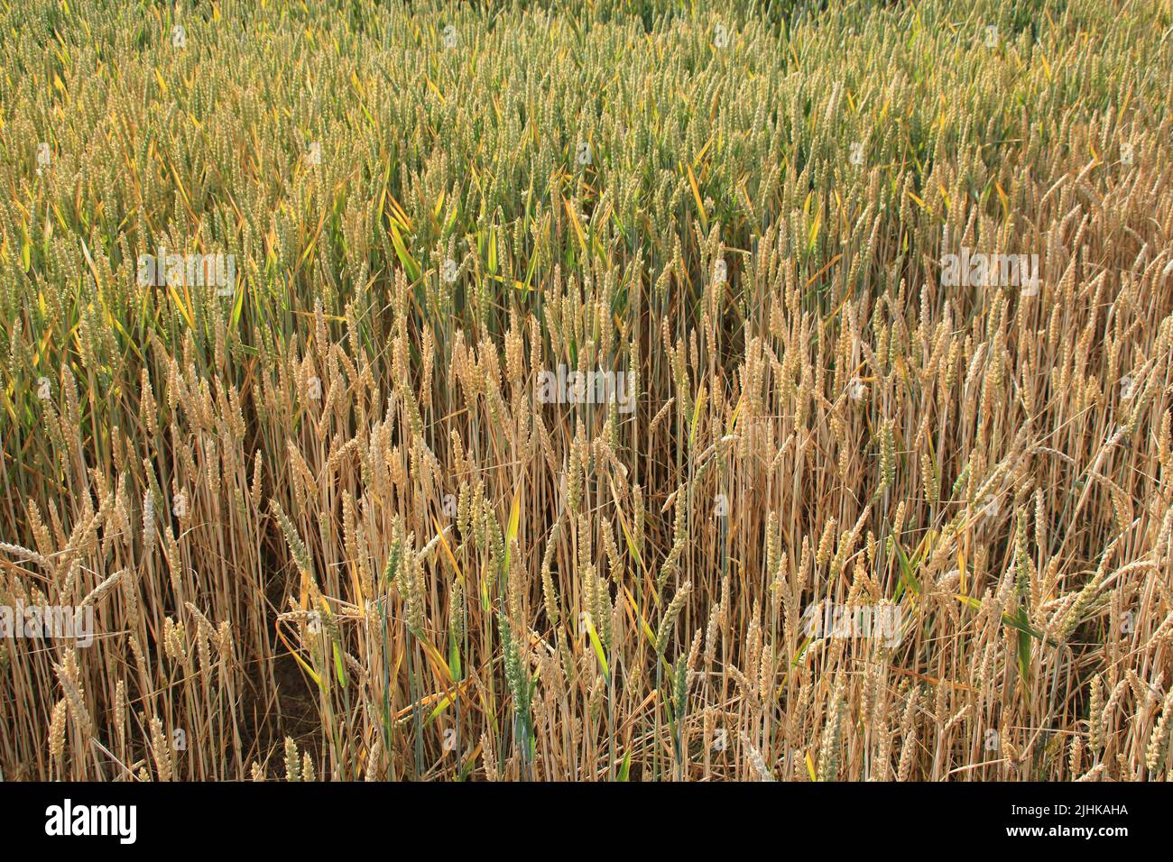 Blick auf ein Getreidefeld im Sommer Stockfoto