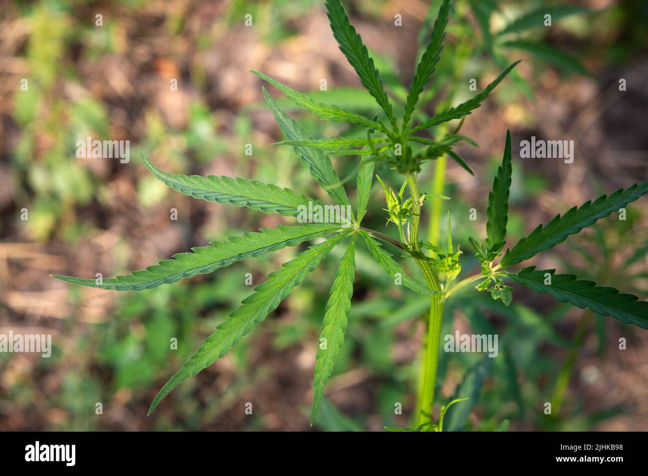 Junger grüner Cannabisbusch, der im Freien in der Natur wächst Stockfoto