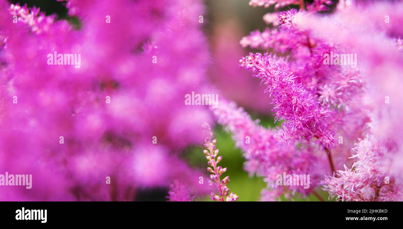 Rosa Astilbe blüht im Garten. Banner mit Kopierfläche Stockfoto