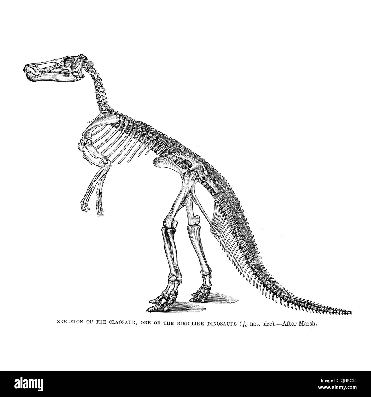 SKELETT DES CLAOSAUR, EINES DER VOGELARTIGEN DINOSAURIER aus der königlichen Naturgeschichte, HERAUSGEGEBEN VON RICHARD LYDEKKER Band V 1896 Stockfoto