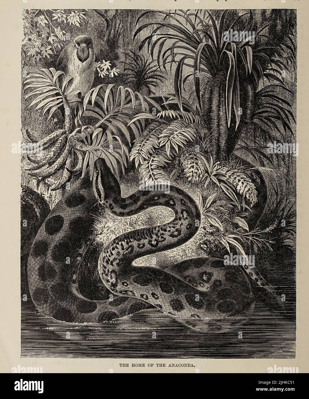 Die Heimat der Anaconda Anacondas oder Wasserboas sind eine Gruppe großer Schlangen der Gattung Eunectes. Sie kommen im tropischen Südamerika vor. Aus der königlichen Naturgeschichte HERAUSGEGEBEN VON RICHARD LYDEKKER Band V 1896 Stockfoto