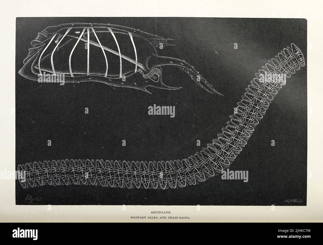 Aszidischer Solitärsalpa und Kettensalpa. Ascidians sind minutiöse, sitzende, marine Wirbellose, die einen sackartigen Körper mit Siphonen haben, durch die Wasser aus der königlichen Naturgeschichte EINDRINGT, HERAUSGEGEBEN VON RICHARD LYDEKKER Band V 1896 Stockfoto
