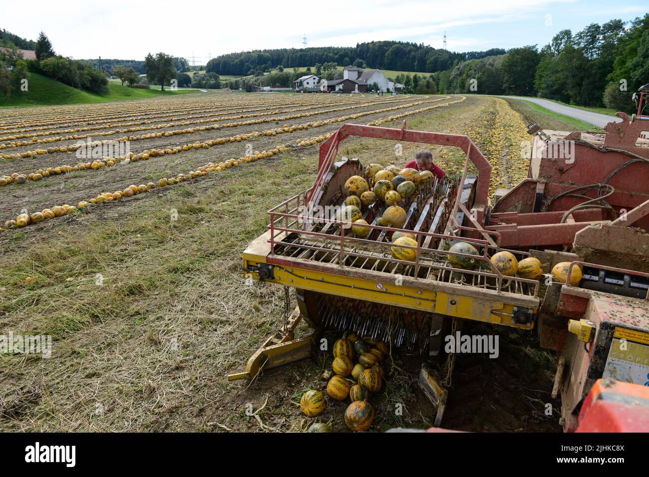 ÖSTERREICH Steiermark, Anbau von Ölkürbis, die Samen werden für die Verarbeitung von Kürbiskernöl verwendet, nach dem Zusammenschieben der Kürbisse werden sie mit Stachelwalzenwerkzeug aufgenommen und die Samen werden von den Früchten in der Erntemaschine getrennt / Österreich, Steiermark, Anbau von Kuerbis und Verarbeitung zu Kuerbiskernoel, erntet mit Traktor und Spezialerntemaschine, die Kürbisse werden in Reihen zusammen geschrieben, dann auf eine Stachelwalze der Erntemaschine aufgearbeitet und in der Maschine aufgenommen Stockfoto