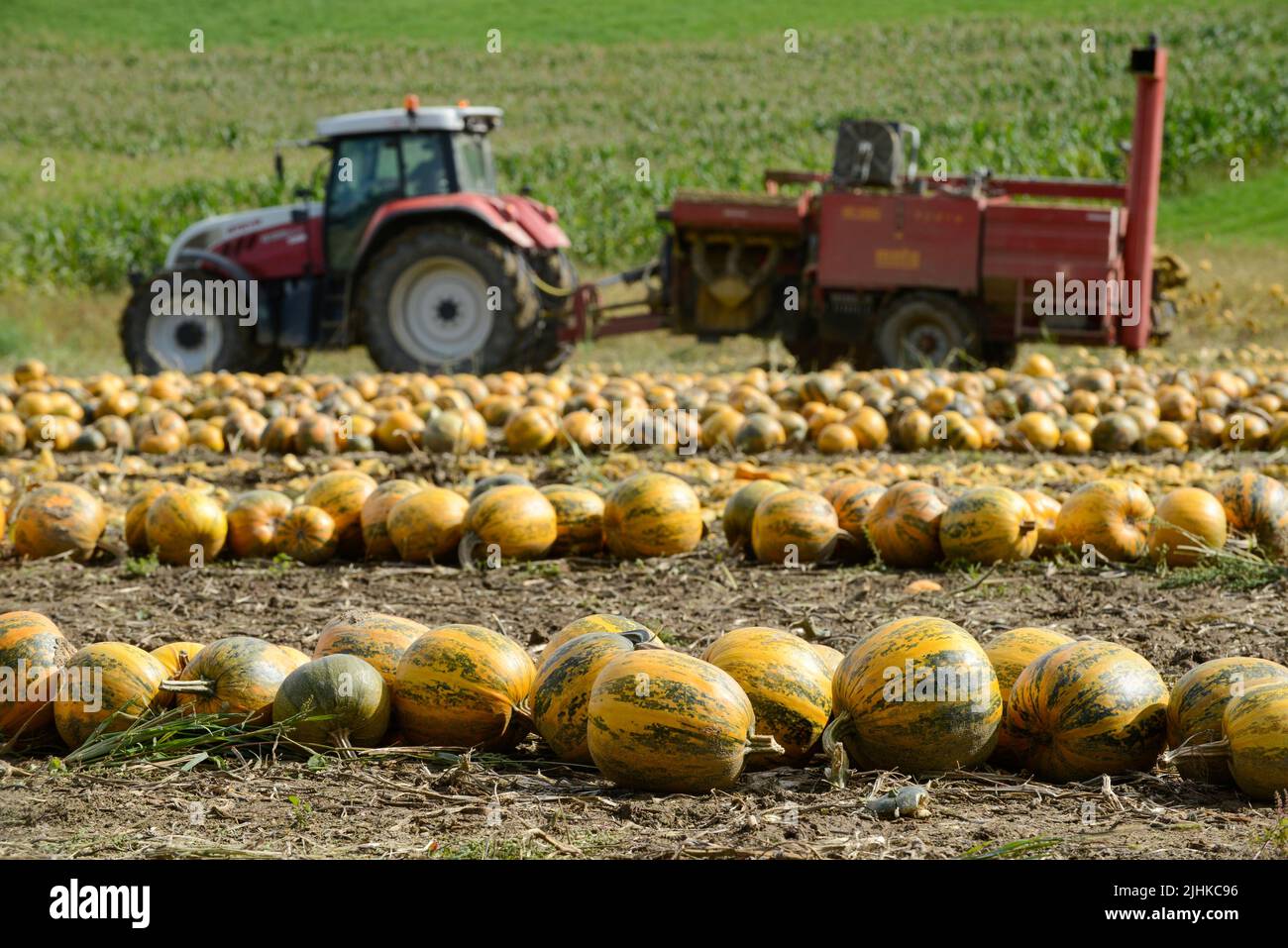 ÖSTERREICH Steiermark, Anbau von Ölkürbis, die Samen werden für die Verarbeitung von Kürbiskernöl verwendet, nach dem Zusammenschieben der Kürbisse werden sie mit Stachelwalzenwerkzeug aufgenommen und die Samen werden von den Früchten in der Erntemaschine getrennt / Österreich, Steiermark, Anbau von Kuerbis und Verarbeitung zu Kuerbiskernoel, erntet mit Traktor und Spezialerntemaschine, die Kürbisse werden in Reihen zusammen geschrieben, dann auf eine Stachelwalze der Erntemaschine aufgearbeitet und in der Maschine aufgenommen Stockfoto