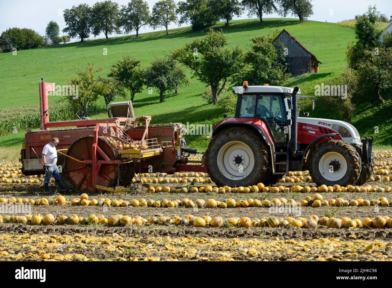 ÖSTERREICH Steiermark, Anbau von Ölkürbis, die Samen werden für die Verarbeitung von Kürbiskernöl verwendet, nach dem Zusammenschieben der Kürbisse werden sie mit Stachelwalzenwerkzeug aufgenommen und die Samen werden von den Früchten in der Erntemaschine getrennt / Österreich, Steiermark, Anbau von Kuerbis und Verarbeitung zu Kuerbiskernoel, erntet mit Traktor und Spezialerntemaschine, die Kürbisse werden in Reihen zusammen geschrieben, dann auf eine Stachelwalze der Erntemaschine aufgearbeitet und in der Maschine aufgenommen Stockfoto