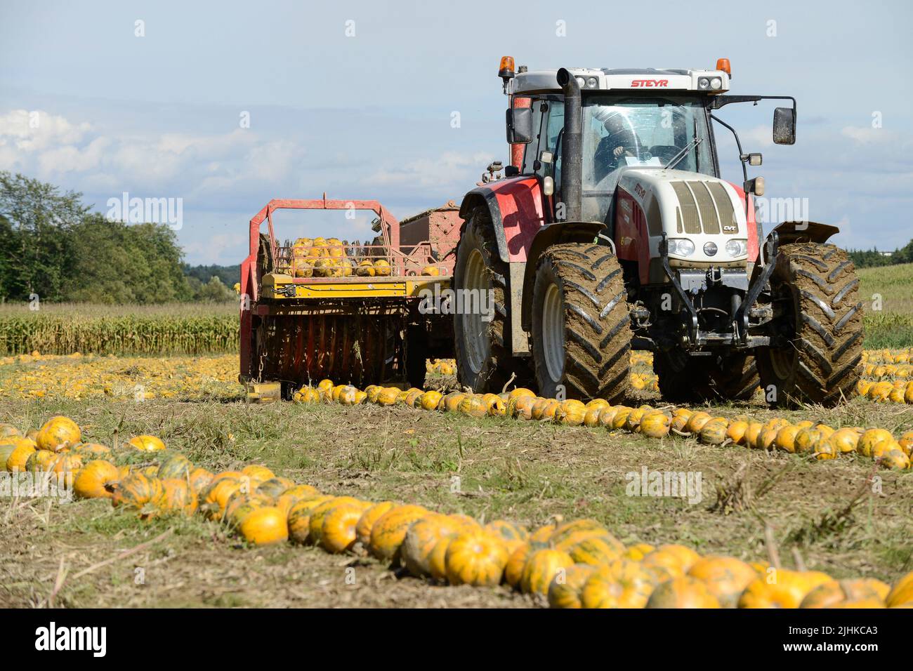ÖSTERREICH Steiermark, Anbau von Ölkürbis, die Samen werden für die Verarbeitung von Kürbiskernöl verwendet, nach dem Zusammenschieben der Kürbisse werden sie mit Stachelwalzenwerkzeug aufgenommen und die Samen werden von den Früchten in der Erntemaschine getrennt / Österreich, Steiermark, Anbau von Kuerbis und Verarbeitung zu Kuerbiskernoel, erntet mit Traktor und Spezialerntemaschine, die Kürbisse werden in Reihen zusammen geschrieben, dann auf eine Stachelwalze der Erntemaschine aufgearbeitet und in der Maschine aufgenommen Stockfoto