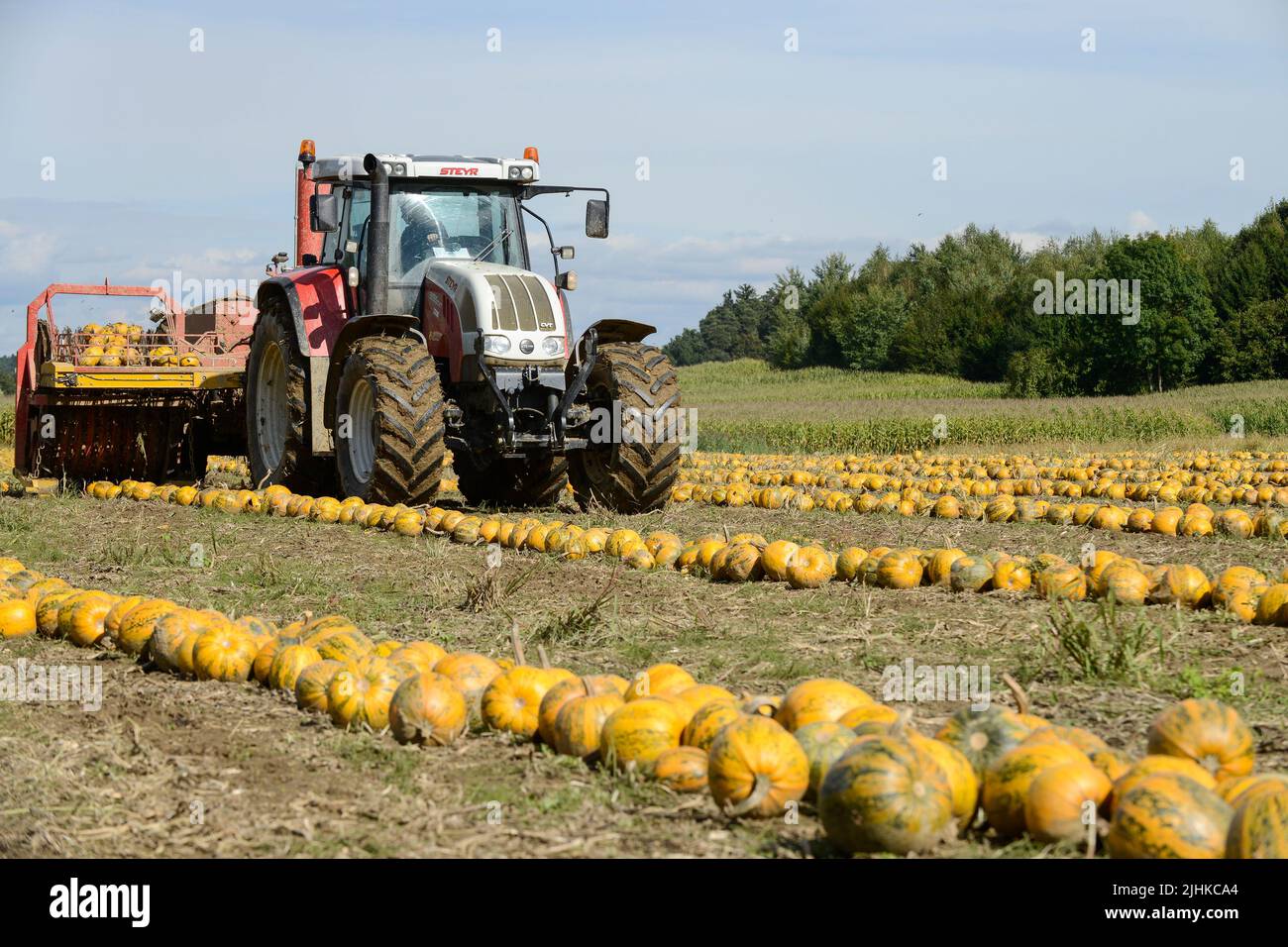 ÖSTERREICH Steiermark, Anbau von Ölkürbis, die Samen werden für die Verarbeitung von Kürbiskernöl verwendet, nach dem Zusammenschieben der Kürbisse werden sie mit Stachelwalzenwerkzeug aufgenommen und die Samen werden von den Früchten in der Erntemaschine getrennt / Österreich, Steiermark, Anbau von Kuerbis und Verarbeitung zu Kuerbiskernoel, erntet mit Traktor und Spezialerntemaschine, die Kürbisse werden in Reihen zusammen geschrieben, dann auf eine Stachelwalze der Erntemaschine aufgearbeitet und in der Maschine aufgenommen Stockfoto