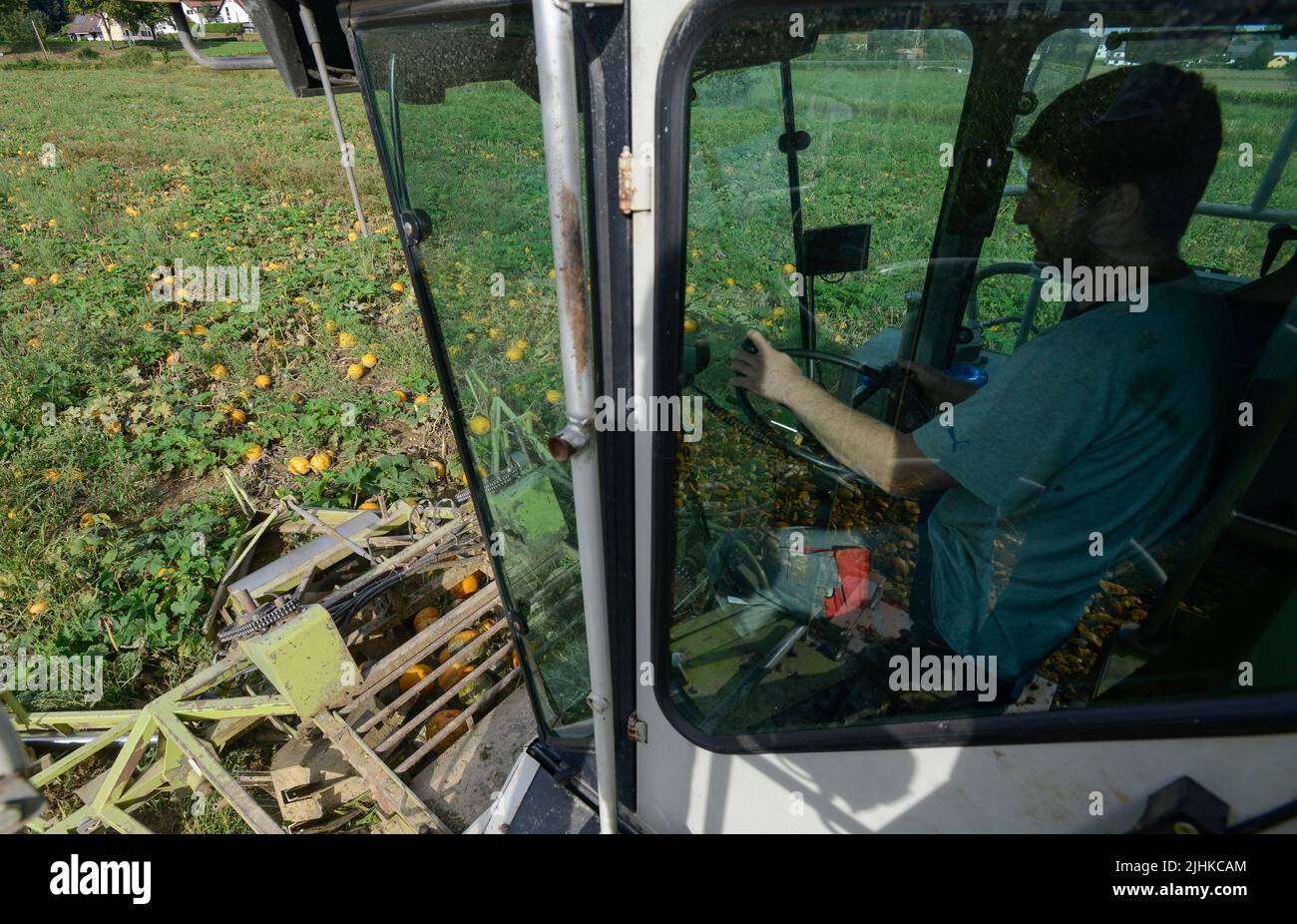 Österreich Steiermark, Anbau von Ölkürbissen, die Samen werden zur Verarbeitung von Kürbiskernöl verwendet, Ernte mit spezial rekonstruiertem Claas Mähdrescher / Oesterreich Steiermark, Anbau von Kürbis und Verarbeitung zu Kuerbiskernoel, Ernte mit einem speziellen umbauten Claas Maehdresser von Lohnunternehmer Karl Wilfing in Kopfingen Stockfoto