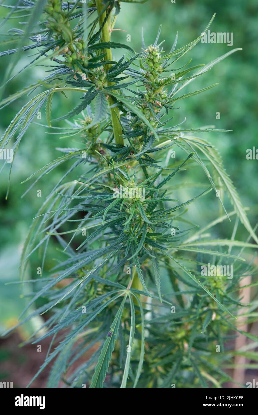 Junger grüner Cannabisbusch, der im Freien in der Natur wächst Stockfoto