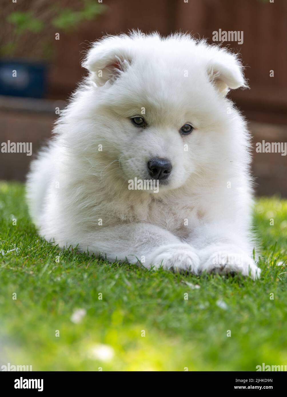 Samoyed Puppy Stockfoto