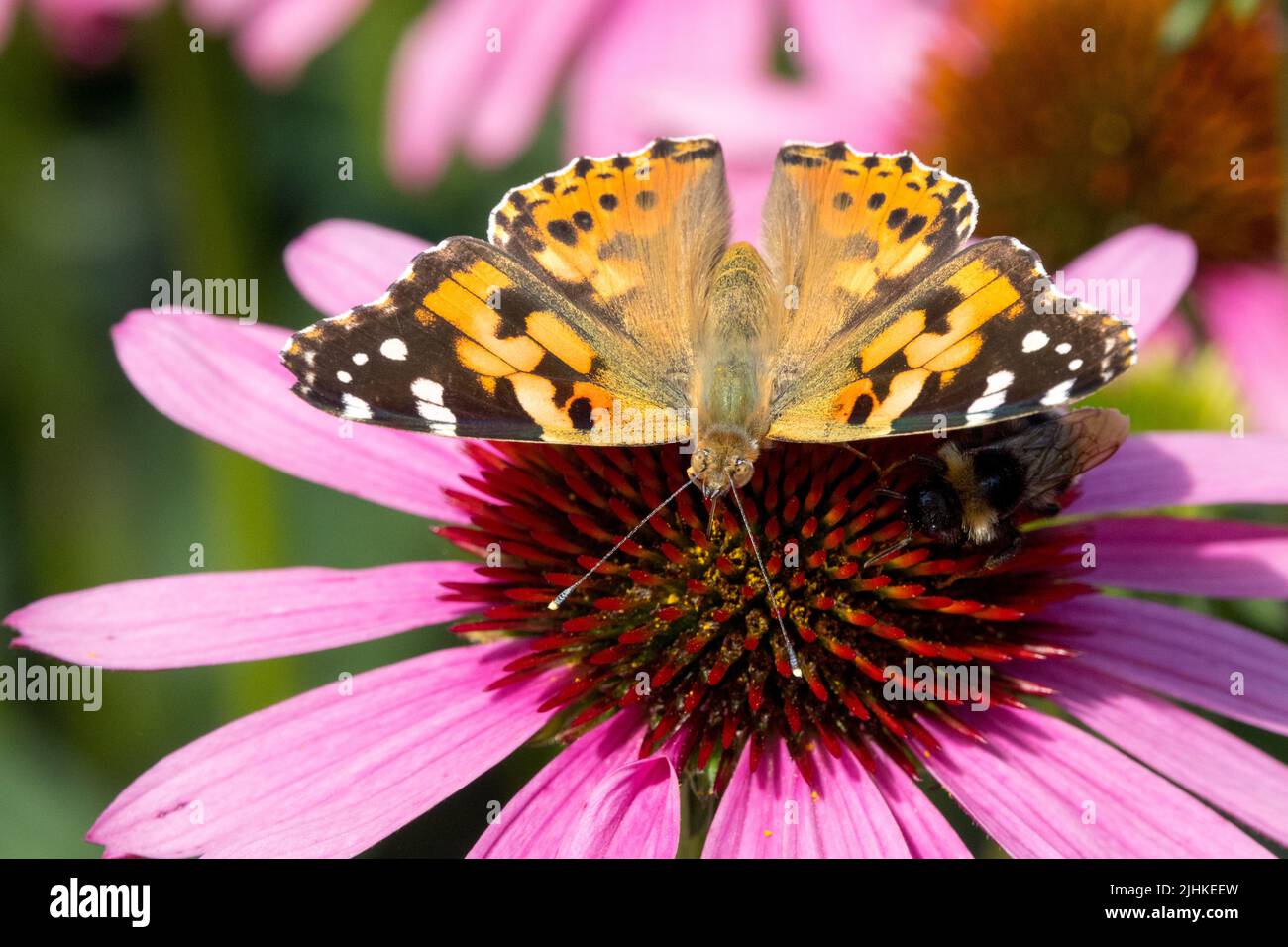Gemalte Dame Schmetterling auf Coneflower Echinacea purpurea Coneflower Nahaufnahme Stockfoto