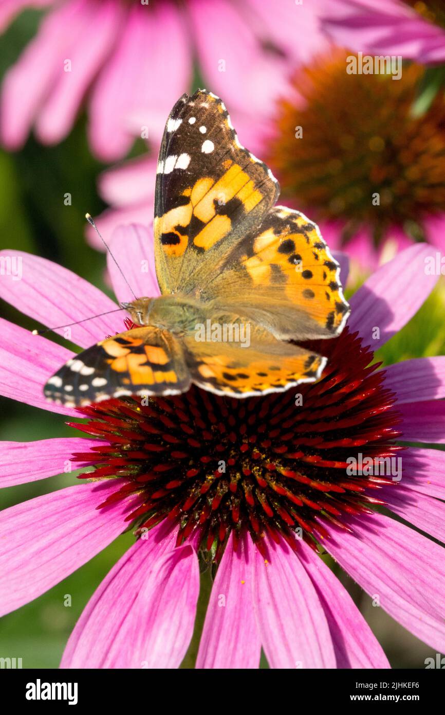 Vanessa cardui malte Dame Schmetterling auf Blumenkopf Schmetterling malte Dame Schmetterling Flügel Insektenblume Echinacea purpurea Stockfoto
