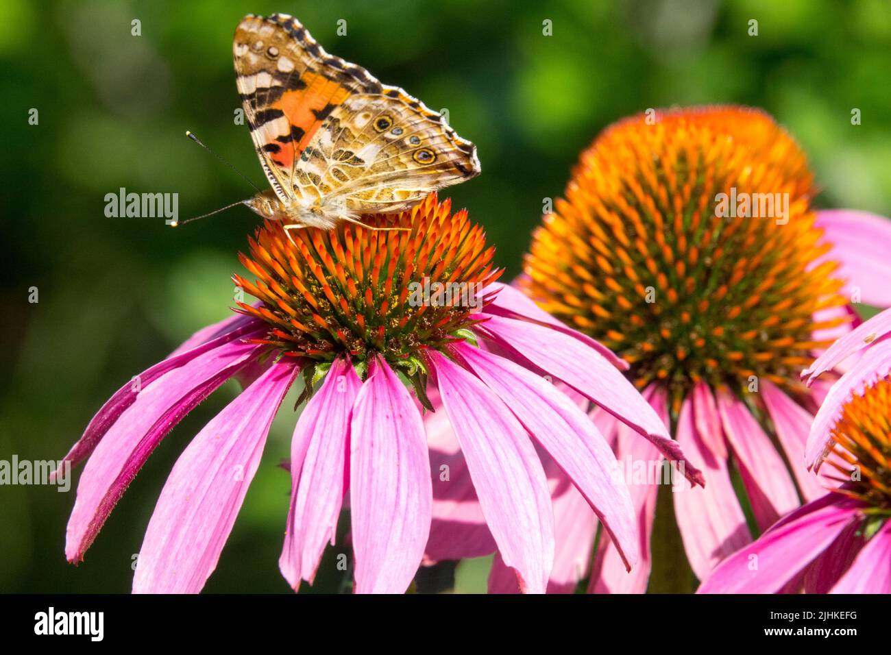 Juli Schmetterling auf Blütenkopf Cornflower Echinacea purea Painted Lady Butterfly Stockfoto