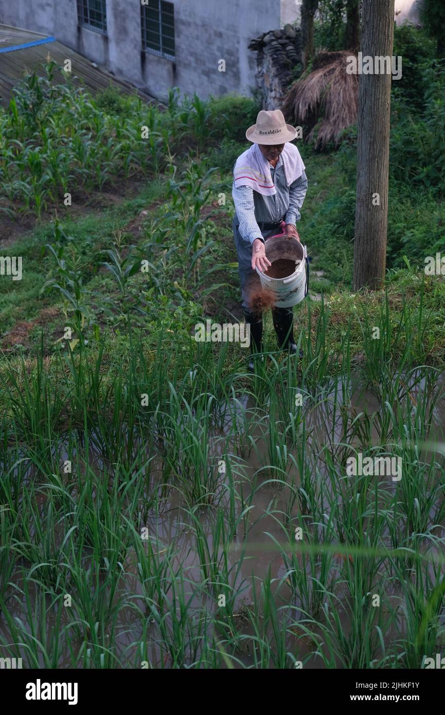 (220719) -- QINGTIAN, 19. Juli 2022 (Xinhua) -- Ein Landwirt füttert Fisch in der Gemeinde Xiaozhoushan, Bezirk Qingtian, ostchinesische Provinz Zhejiang, 25. Juli 2019. Das Reis-Fisch-Kokultur-System in Qingtian hat eine Geschichte von mehr als 1.300 Jahren und wurde in die weltweit erste Gruppe der Global Important Agricultural Heritage Systems (GIAHS) aufgenommen, die 2005 von der Ernährungs- und Landwirtschaftsorganisation der Vereinten Nationen (FAO) ernannt wurde. Qingtian, im Südwesten von Zhejiang, verfügt über ausreichende Wasserressourcen und eine terrassenförmige Landschaft. Das Reis-Fisch-Kokultur-System kann stattlichen Ink bringen Stockfoto