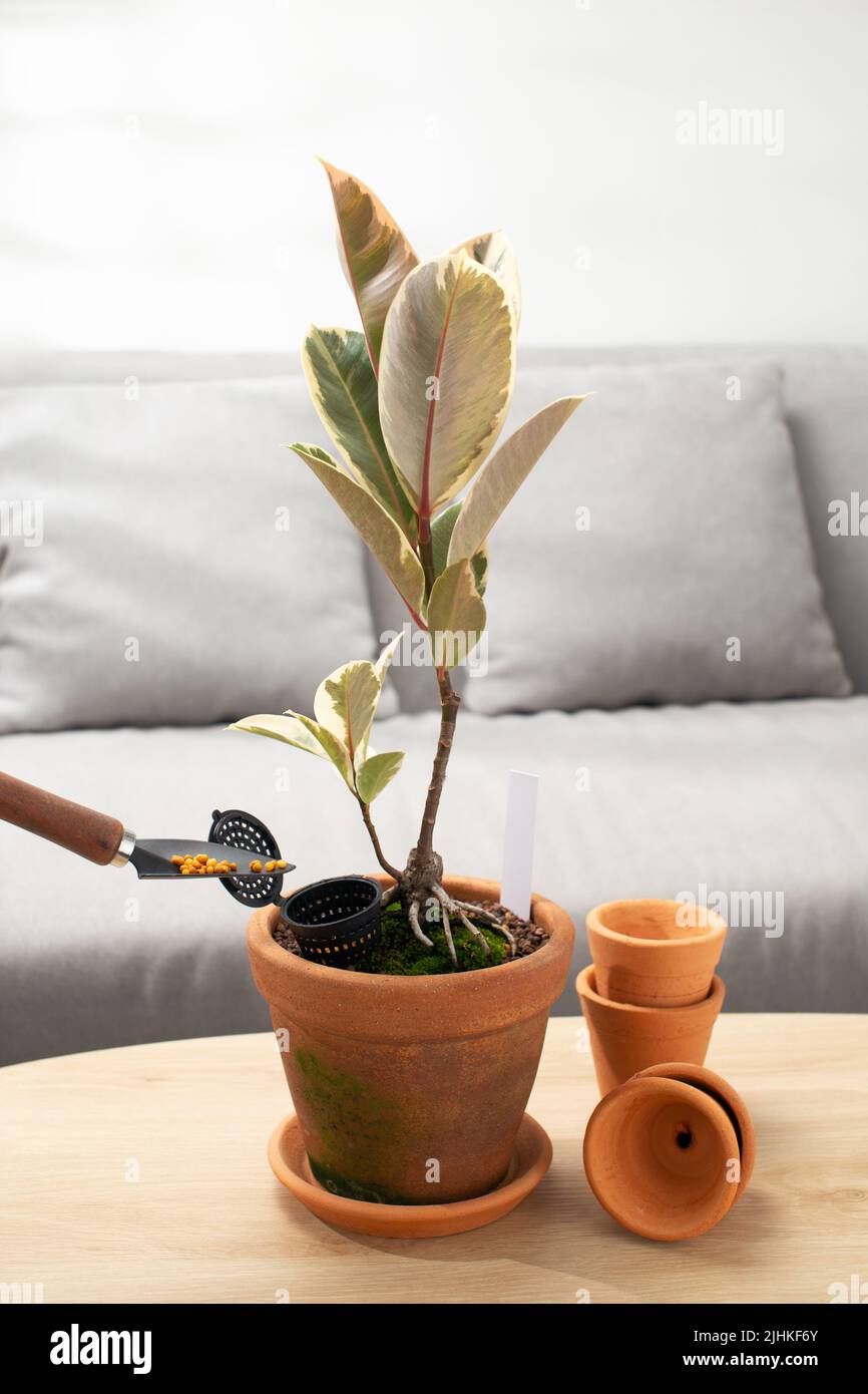 Ficus elastica Roxb. Ex-Hornem oder indische Kautschukpflanze in Tontopf Stockfoto