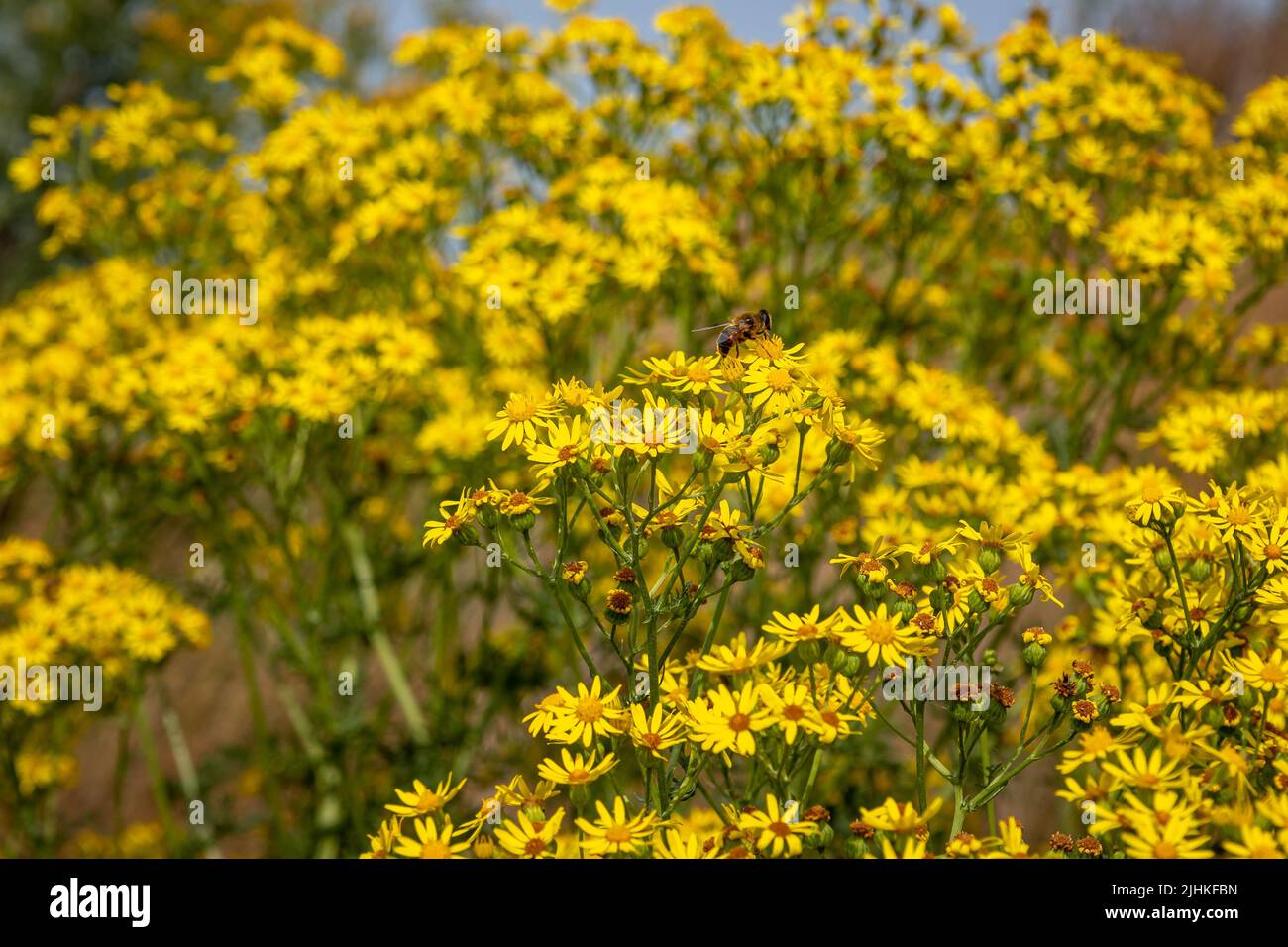 Das Ragwurz, eine wilde Pflanze mit schönen gelben Blüten, aber auch eine Pflanze, die für Säugetiere giftig ist. Stockfoto