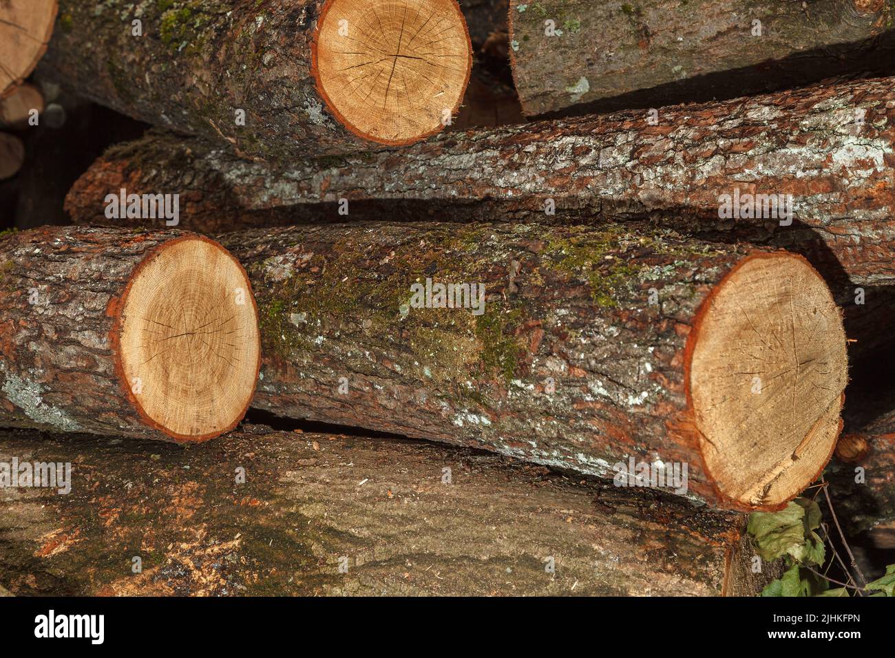 Ein Haufen großer, geschnittener Baumstämme, die auf dem Boden liegen. Die Laubholzstämme werden geschnitten und mit der Axt für das weitere Trocknen für die Heizung des Hauses in wint zerstoßen Stockfoto