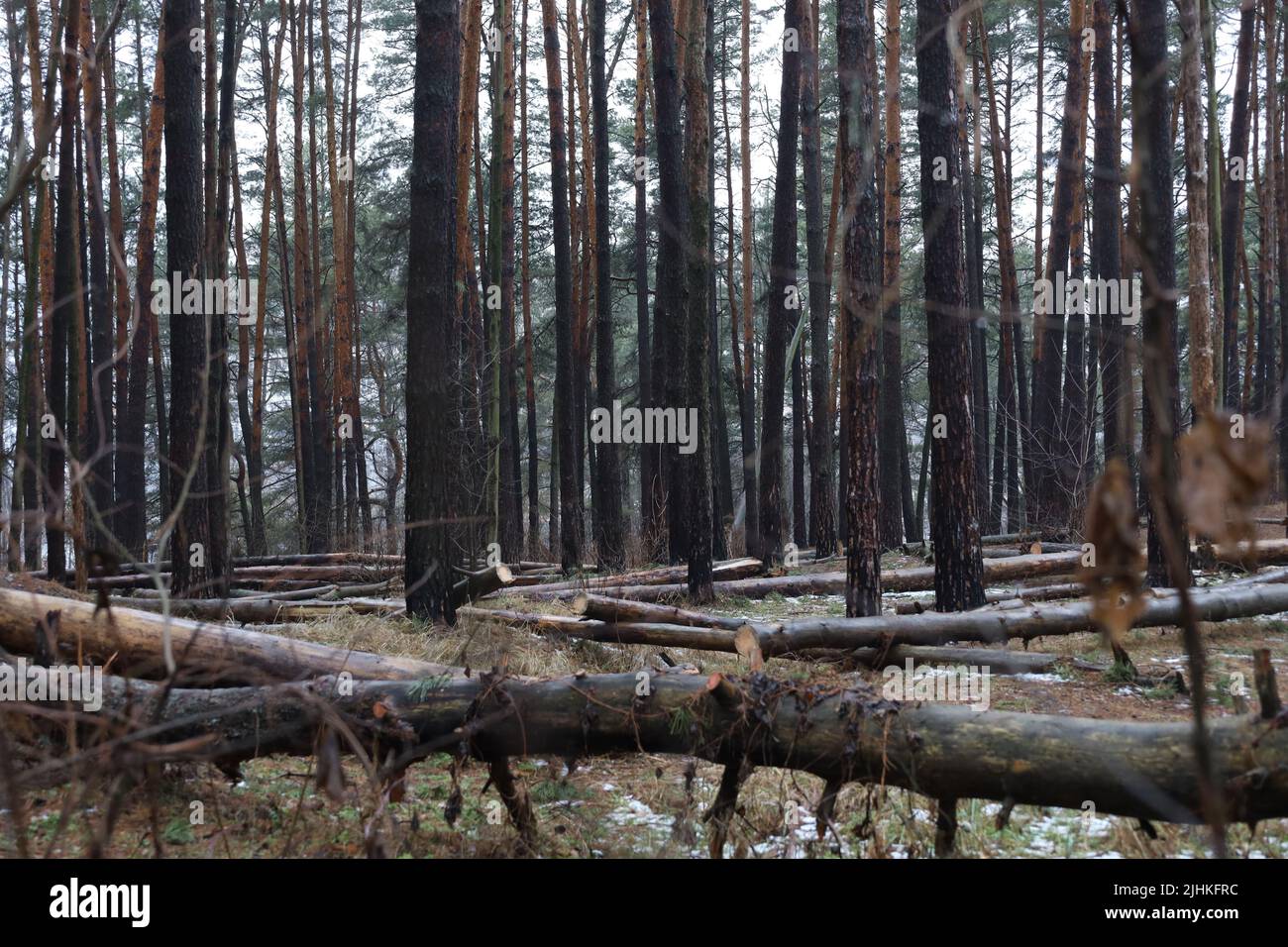Pinienwald nach einem Sturm, viele umgestürzte Bäume Stockfoto