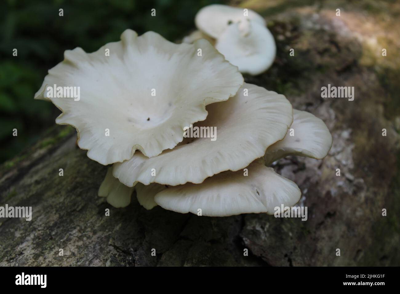 Weiße Austernpilze auf einem Baumstamm bei Linne Woods in Morton Grove, Illinois Stockfoto