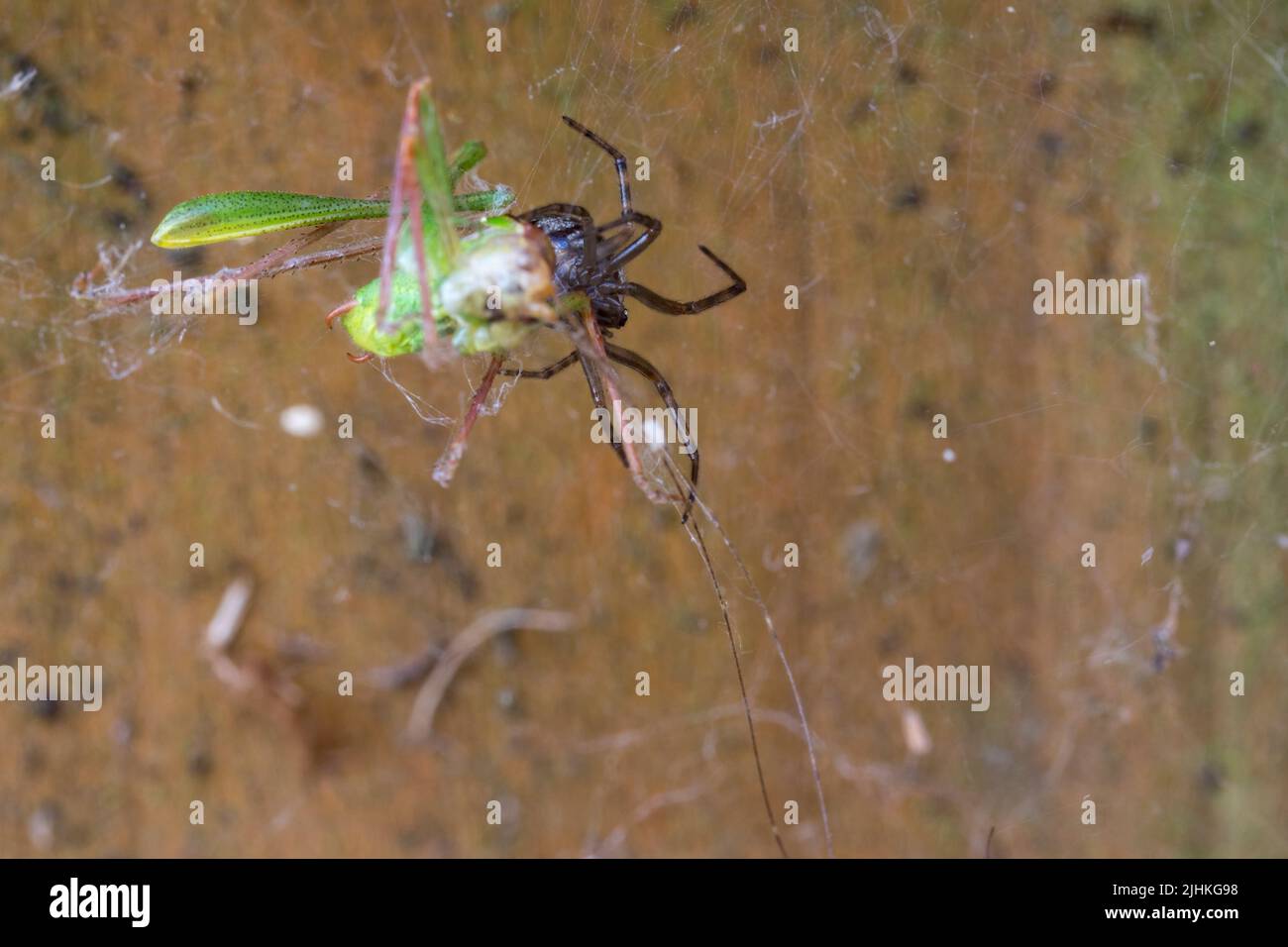 Grüner Greifling im Spinnennetz am Gartentor gesprenkelte Buschkricket (leptophyes punctatissima) kleine schwarze Punkte, die den Körper bedecken, hat lange spindelige Beine Stockfoto