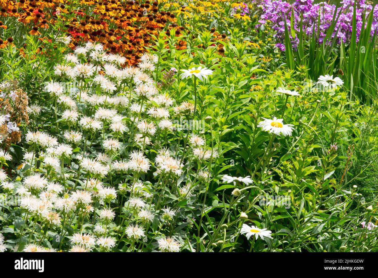 Farbenfroher Sommerbordgarten, Blume Monarda Helens Blume Daisy Garden Phlox White Shasta Daisy Leucanthemum superbum Monarda Schneewittchen Stockfoto