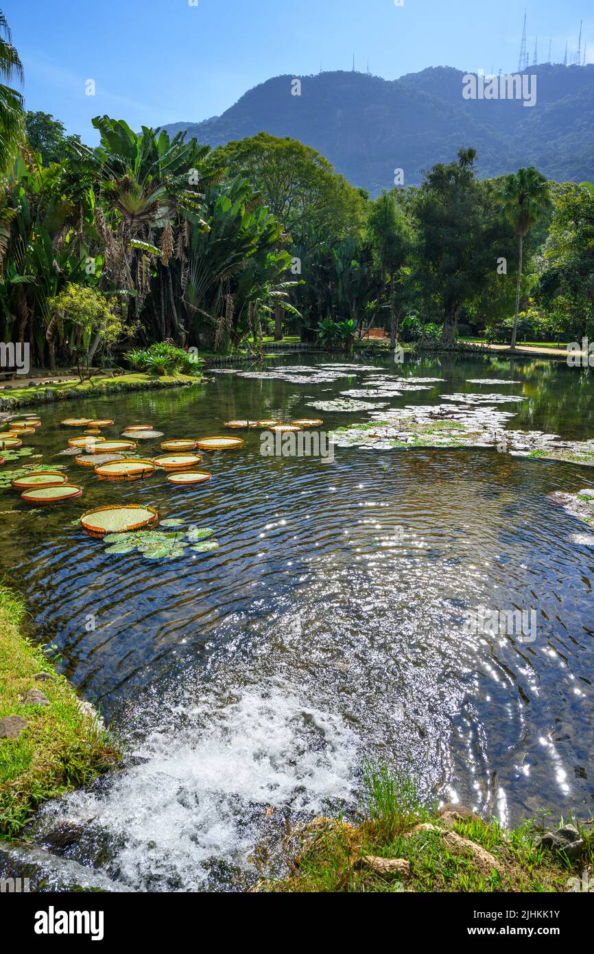 Seerosen im Lago frei Leandro, Jardim Botânico do Rio de Janeiro (Botanischer Garten von Rio de Janeiro), Rio de Janeiro, Brasilien Stockfoto