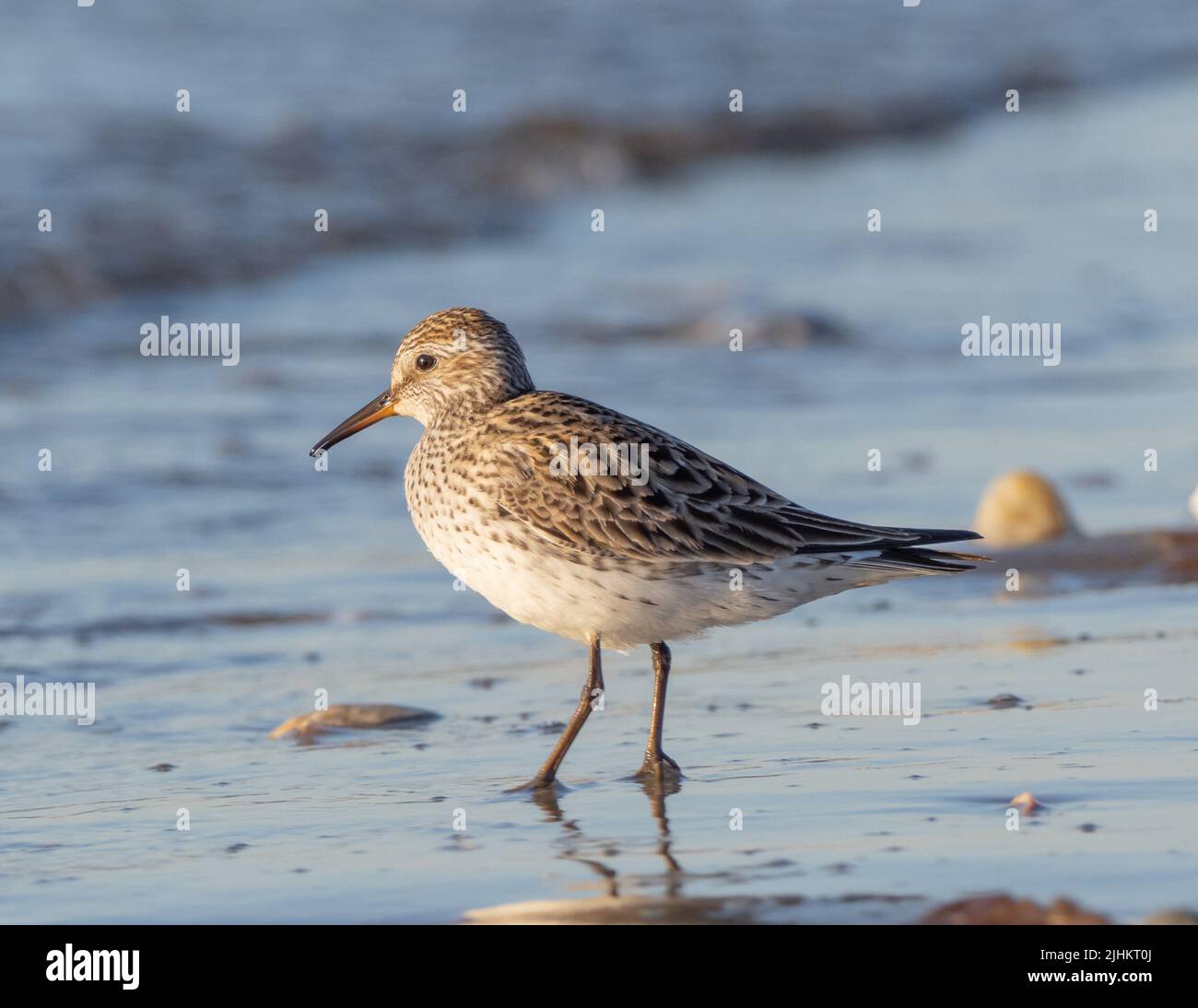 Im Frühling ist der Sandpiper am Strand Stockfoto