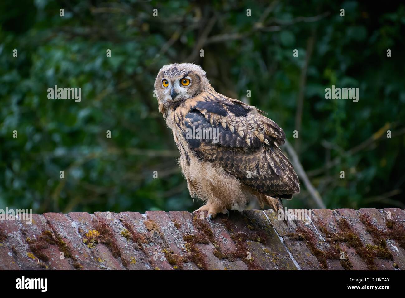 Eurasische Adlereule (Bubo bubo), Junge an einer Wand, Heinsberg, Nordrhein-Westfalen, Deutschland Stockfoto
