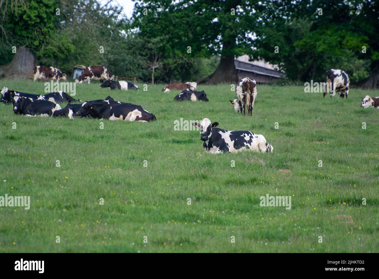 Herde von Kühen, die auf Weiden von grünem Gras, Milch-, Käse- und Fleischproduktion in der Normandie, Frankreich, ruhen Stockfoto