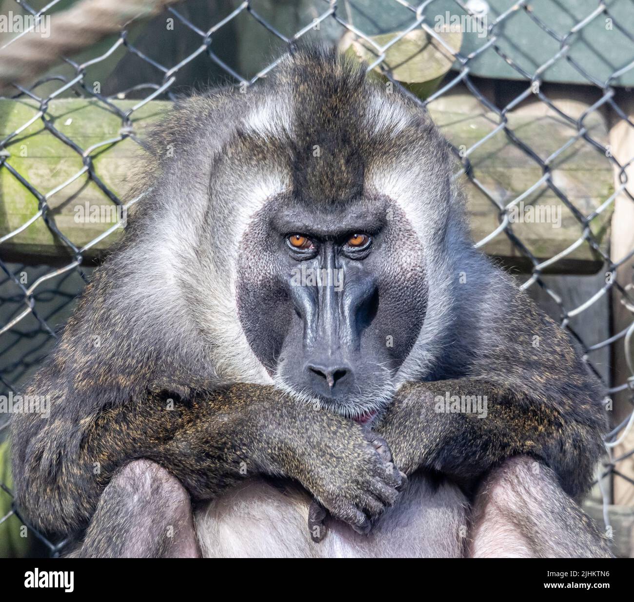 The Drill Alpha in Port Lympne, was für ein großartiger Affe er versucht, in seiner Truppe Ruhe zu bewahren Stockfoto